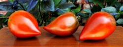 linnaeus heart3
